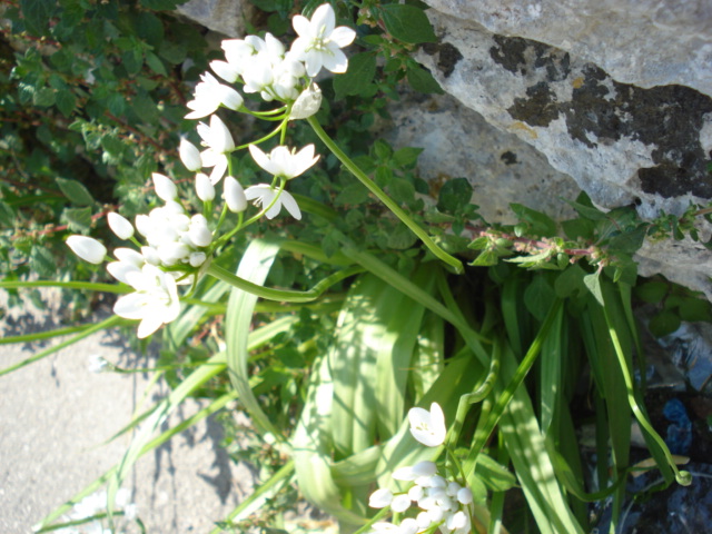 Da identificare...- Allium cfr. neapolitanum