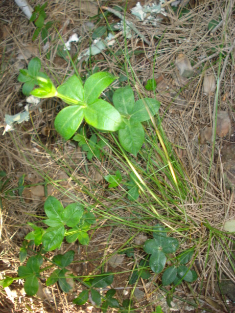 Da id, - cfr.  Rubia peregrina