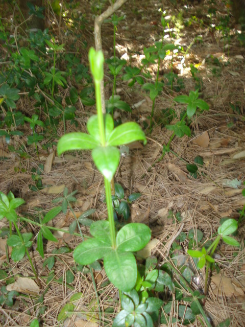 Da id, - cfr.  Rubia peregrina