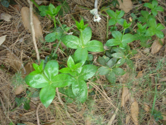 Da id, - cfr.  Rubia peregrina