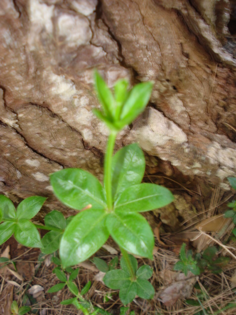 Da id, - cfr.  Rubia peregrina