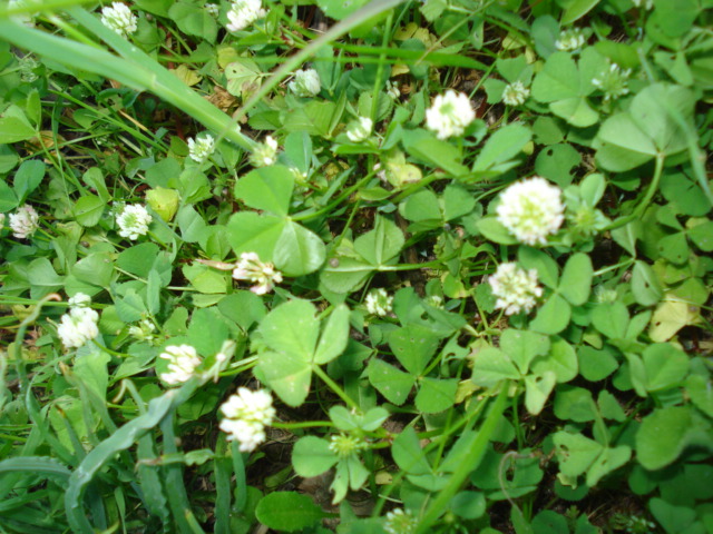 Trifolium nigrescens
