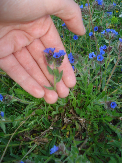 Alkanna tinctoria  / Arganetta azzurra