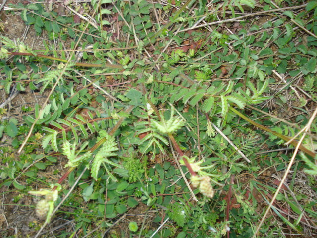 Sanguisorba sp. e Plantago lanceolata