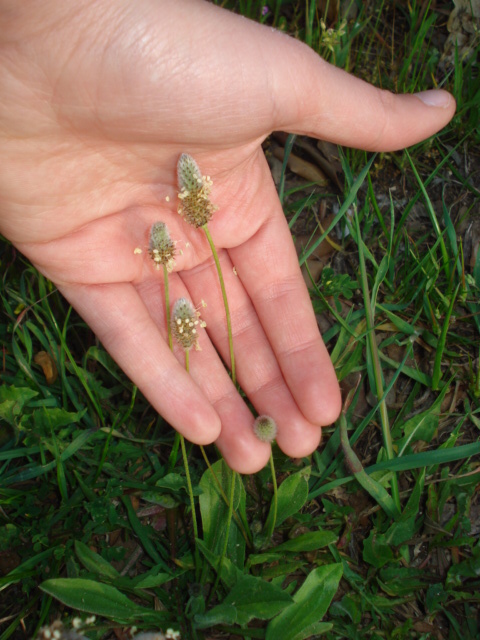 Sanguisorba sp. e Plantago lanceolata