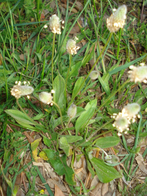 Sanguisorba sp. e Plantago lanceolata