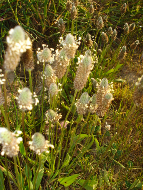Sanguisorba sp. e Plantago lanceolata