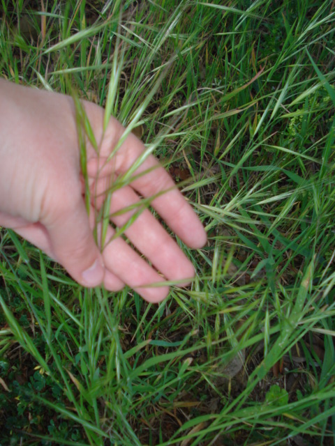 Graminacea? - Bromus sp.
