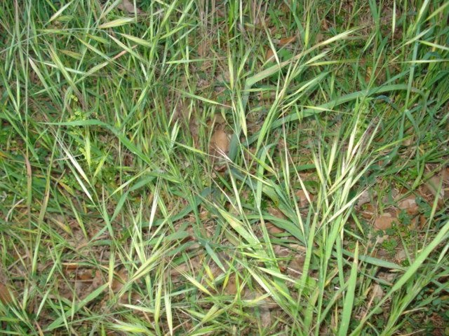 Graminacea? - Bromus sp.
