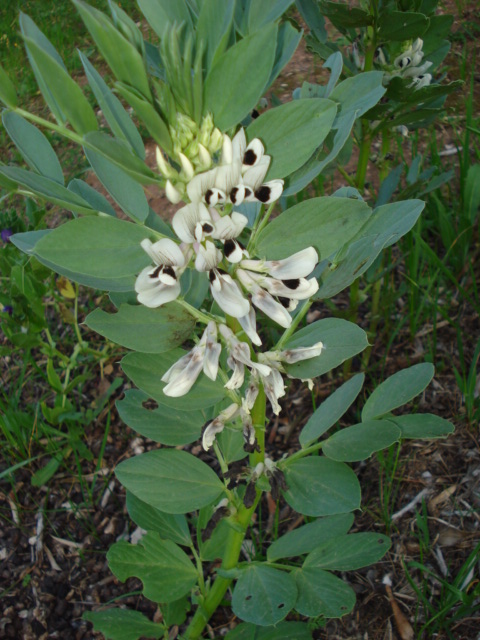 Piantina sconosciuta... Vicia faba
