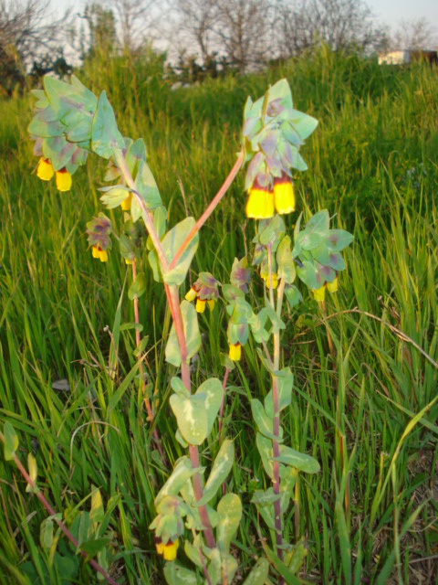 Pianta con fiori gialli e rossi...Cerinthe major