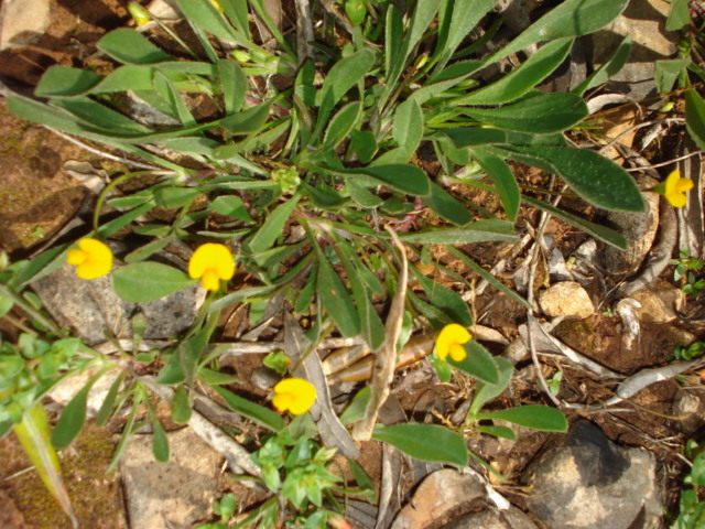 Lotus sp? no, Scorpiurus sp.
