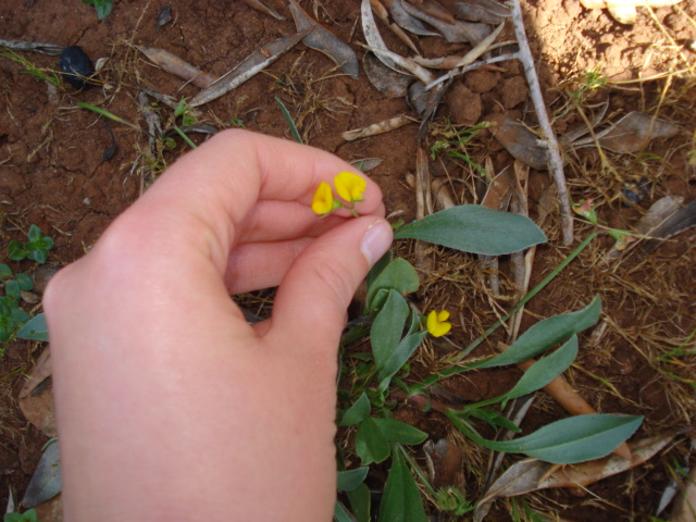 Lotus sp? no, Scorpiurus sp.