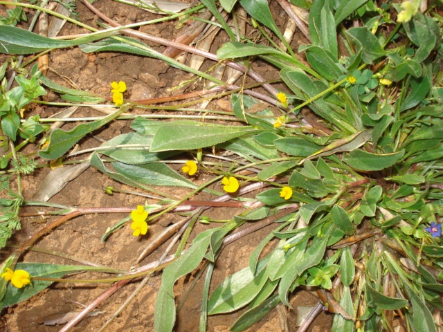 Lotus sp? no, Scorpiurus sp.