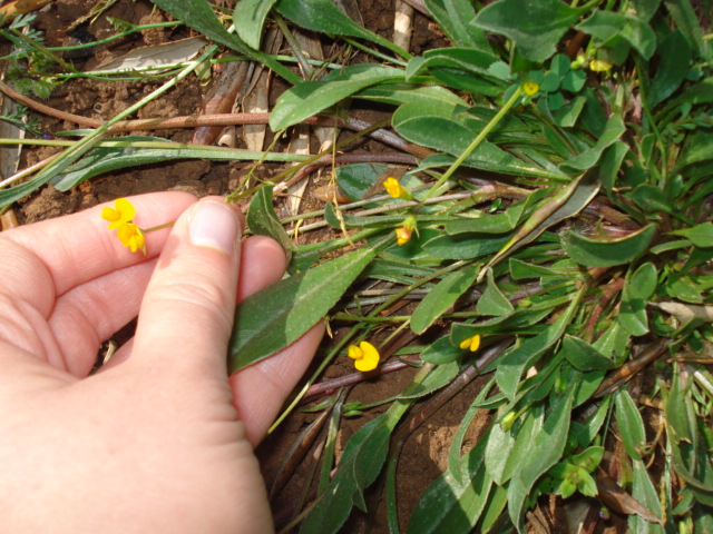 Lotus sp? no, Scorpiurus sp.