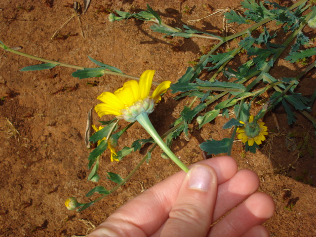 Margherite gialle...- Glebionis segetum