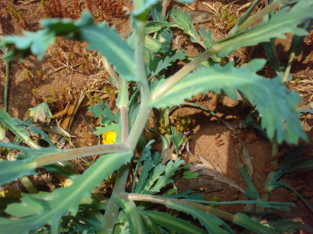 Margherite gialle...- Glebionis segetum