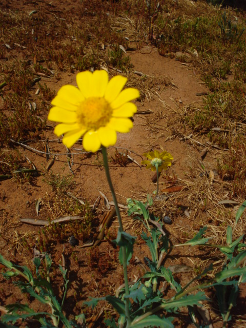 Margherite gialle...- Glebionis segetum