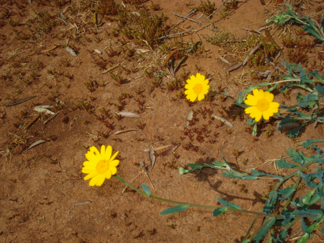 Margherite gialle...- Glebionis segetum