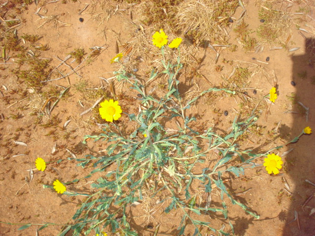 Margherite gialle...- Glebionis segetum