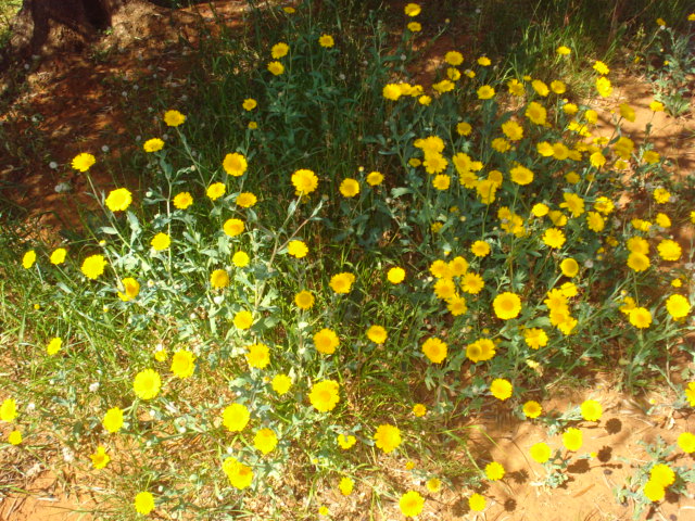 Margherite gialle...- Glebionis segetum