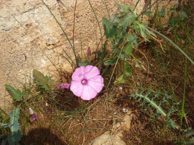 Convolvulus althaeoides / Vilucchio rosso