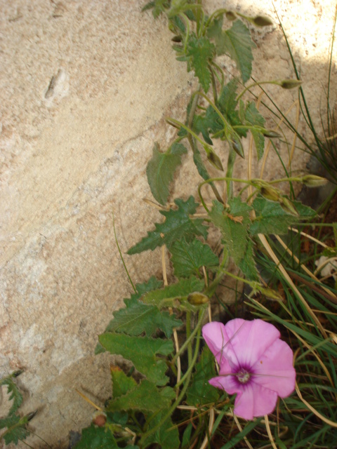 Convolvulus althaeoides / Vilucchio rosso