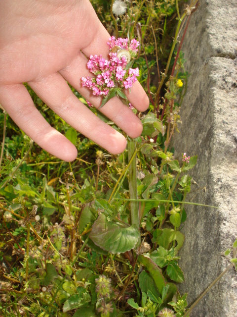 Centranthus macrosiphon / Camarezza tubulosa