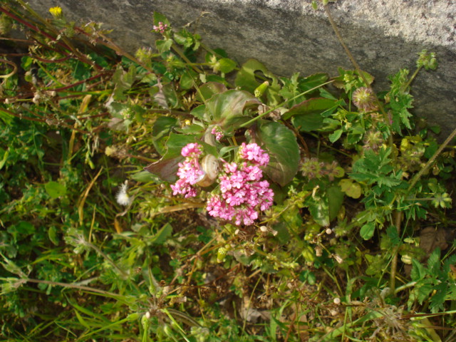 Centranthus macrosiphon / Camarezza tubulosa