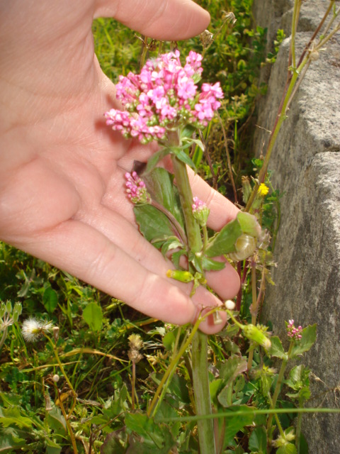 Centranthus macrosiphon / Camarezza tubulosa