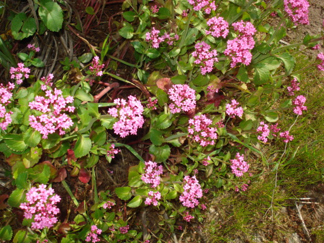 Centranthus macrosiphon / Camarezza tubulosa