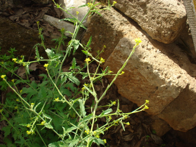 Sisymbrium officinale / Erba cornacchia comune