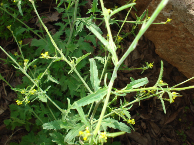 Sisymbrium officinale / Erba cornacchia comune