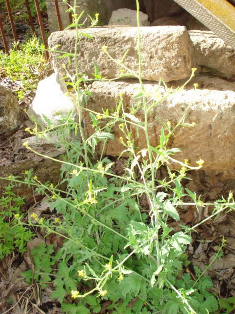 Sisymbrium officinale / Erba cornacchia comune