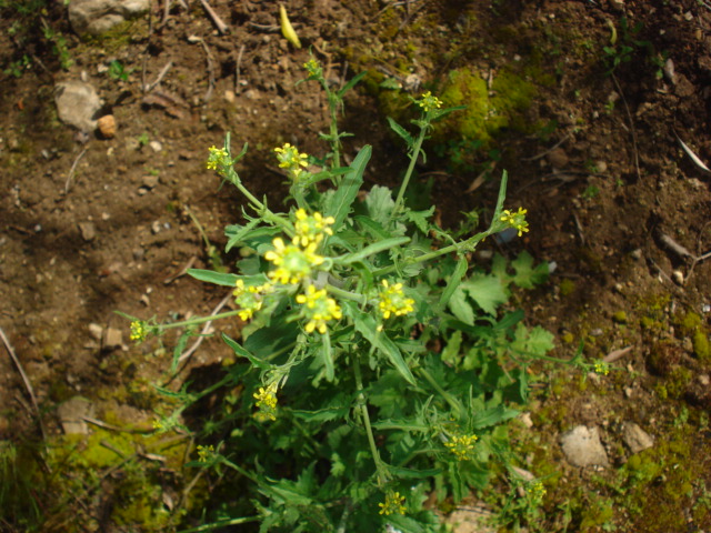 Sisymbrium officinale / Erba cornacchia comune