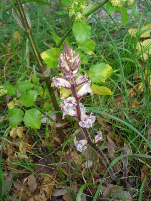 Orobanche crenata / Succiamele delle fave