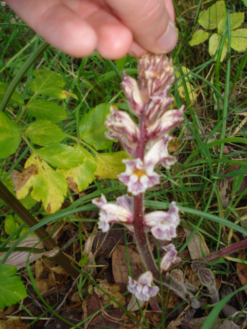 Orobanche crenata / Succiamele delle fave