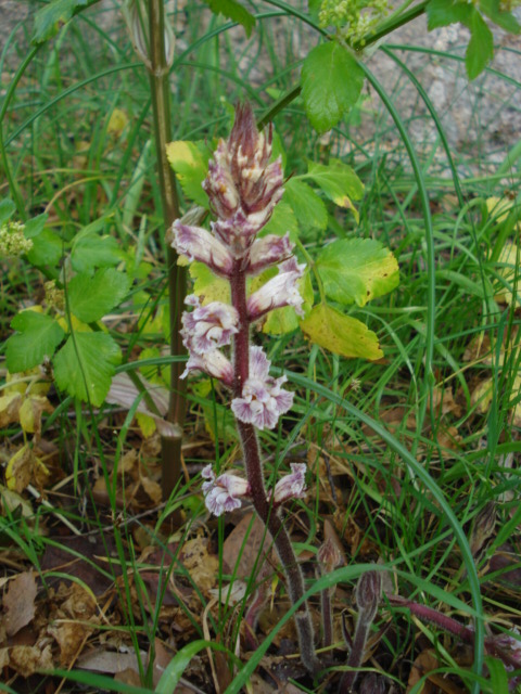 Orobanche crenata / Succiamele delle fave