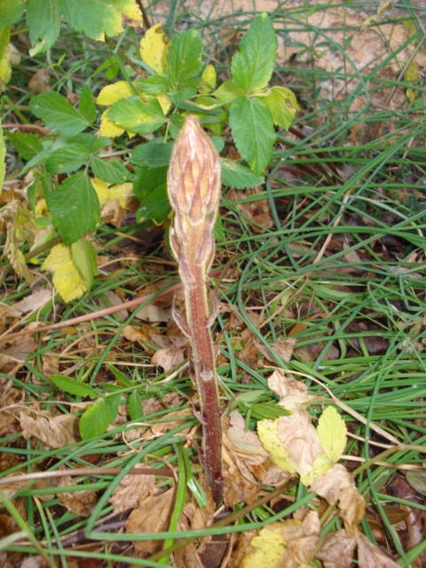 Orobanche crenata / Succiamele delle fave