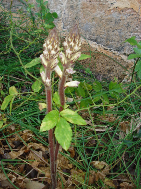 Orobanche crenata / Succiamele delle fave