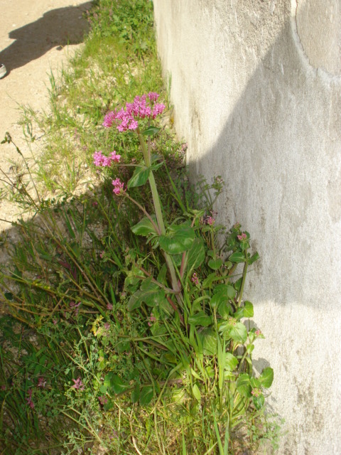 Centranthus macrosiphon / Camarezza tubulosa