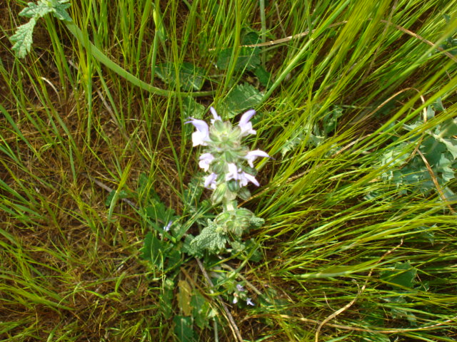 Salvia clandestina