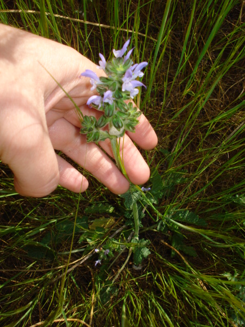 Salvia clandestina
