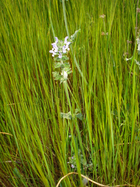 Salvia clandestina