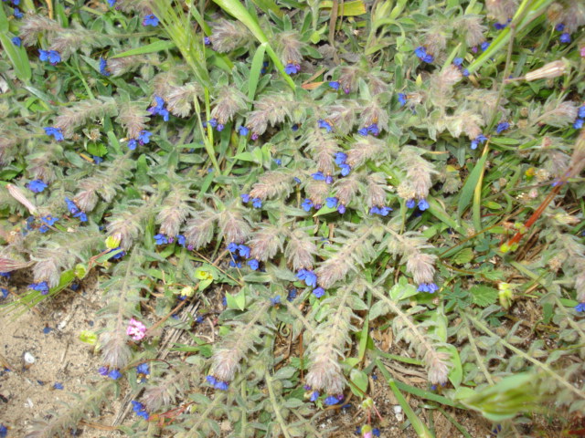 Anchusa o Alkanna? - Alkanna tinctoria Tausch