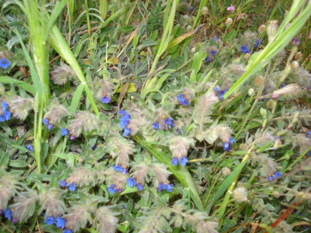 Anchusa o Alkanna? - Alkanna tinctoria Tausch