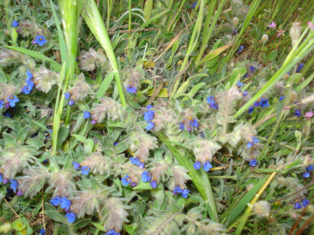 Anchusa o Alkanna? - Alkanna tinctoria Tausch