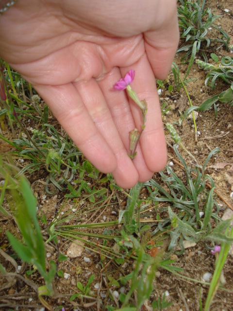 Silene colorata Poir.