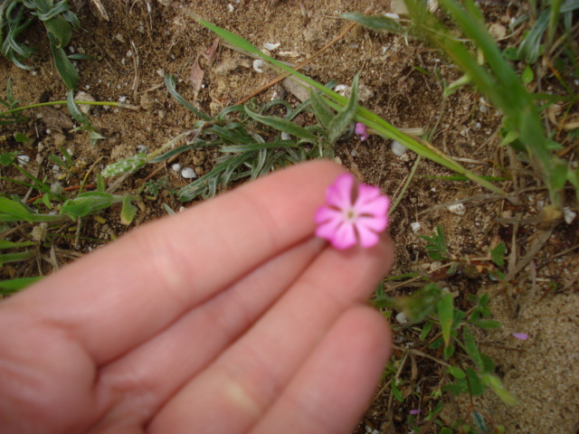 Silene colorata Poir.