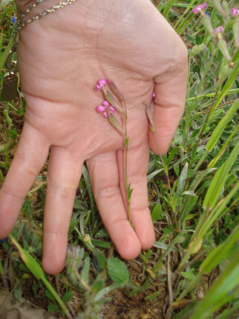 Silene colorata Poir.